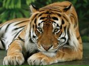 Фотография Ивановой Елены