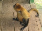 Дмитрий Гомон фотография #10 (источник - https://vk.com/id833603)