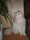 Бєлий Белов фотография #5 (источник - https://vk.com/id59422584)