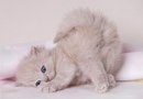 Іванна Кливець фотография #2 (источник - https://vk.com/id164364971)