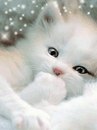 Кіра Котик фотография #3 (источник - https://vk.com/id156983704)