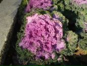 Андрій Фізер фотография #38 (источник - https://vk.com/id65128980)