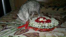 Фотография Томбасовой Ксении