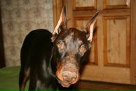 Фотография Гриня Андрея