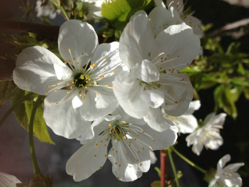 №1, Эльвира Пулатова №1, Эльвира Пулатова