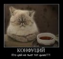 Collo Bot фотография #44 (источник - https://vk.com/id3856759)