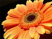 Фотография Сливы Екатерины