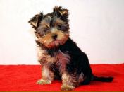 Зоряна Іванова фотография #15 (источник - https://vk.com/id13804886)