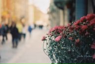 Юлія Куцай фотография #31 (источник - https://vk.com/id6405209)