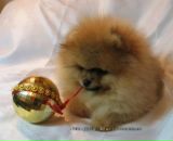 Фотография Бекетовой Ксении