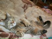 Валерій Матіїшин фотография #12 (источник - https://vk.com/id13193276)