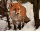 Фотография Вишневского Ивана