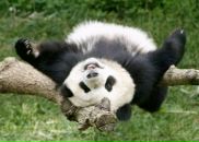 Фотография Баженов Роман