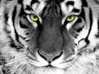 Фотография Анатолий Москаленко