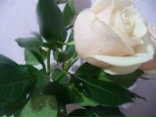 Фотография Фарафоновой Ани