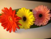 Фотография Горбунов Андрей