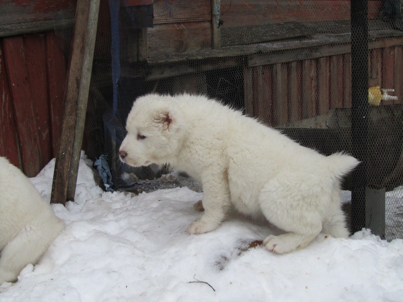 Василий Тихонов фотография #45