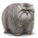 Свин ^_^ фотография #47 (источник - https://vk.com/id60082165)