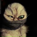 Фотография Столярова Александра