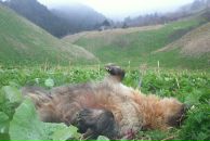 Иван Митяев фотография #13 (источник - https://vk.com/id14806452)