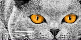 Фотография Querida Tania