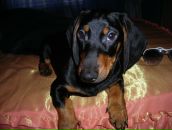 Фотография Белой Олеси