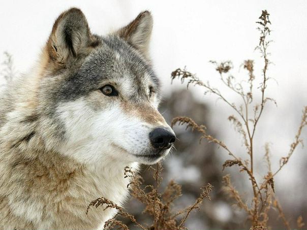 Ars Wolf фото №10