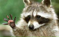 Фотография Нелюбина Владимира