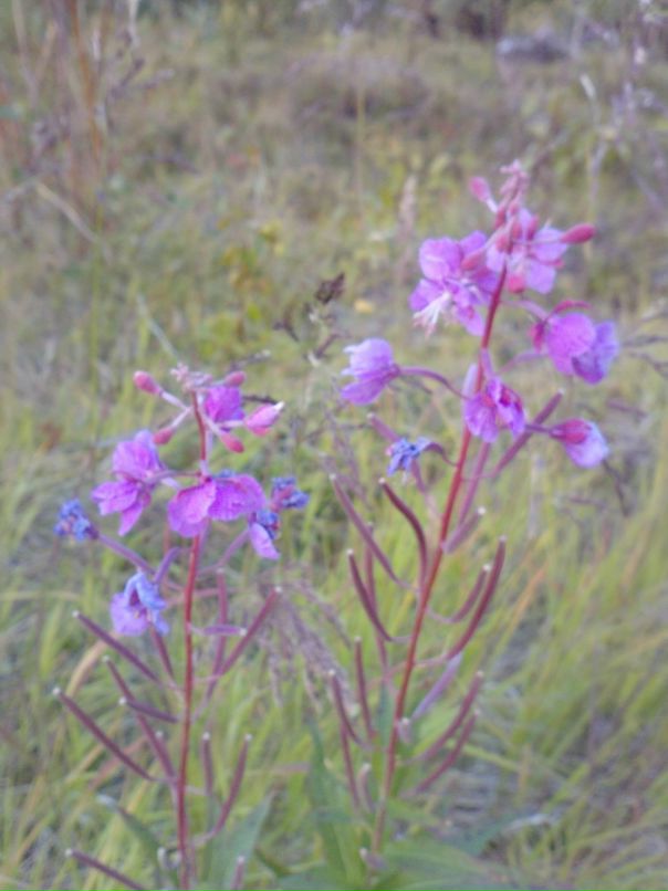 Иван Черников фотография #27