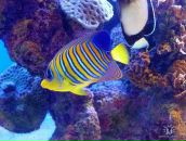 Фотография Михаэль Лилит