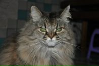 Фотография Болотникова Дмитрия