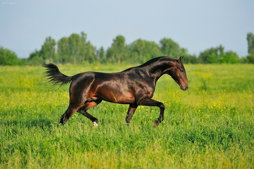 Рустам Чотчаев фотография #16