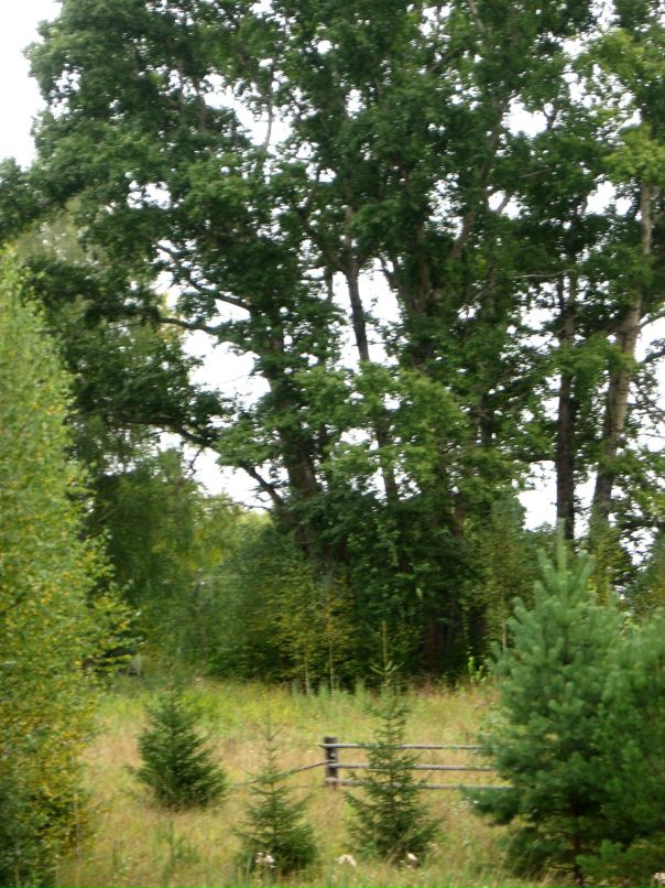 Дарья Дмитриева фотография #41