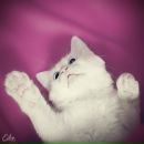 Наталія Кос фотография #19 (источник - https://vk.com/id140171193)