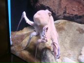 Фотография Курной Анны