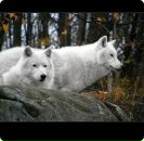 Сергій Савченко фотография #49 (источник - https://vk.com/id17200152)