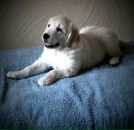 Діма Шевчук фотография #42 (источник - https://vk.com/id42200010)