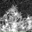 Фотография Давиденко Александра Снега