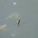 Фотография Керекеши Дмитрия