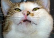 Фотография Белугина Александра