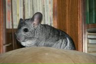 Фотография Леонидова Димки