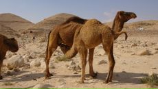 Олег Евсюков фотография #36 (источник - https://vk.com/id14283329)