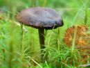 Фотография Пашниной Марины