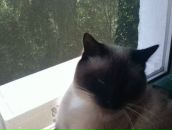 Фотография Смирнова Леонида