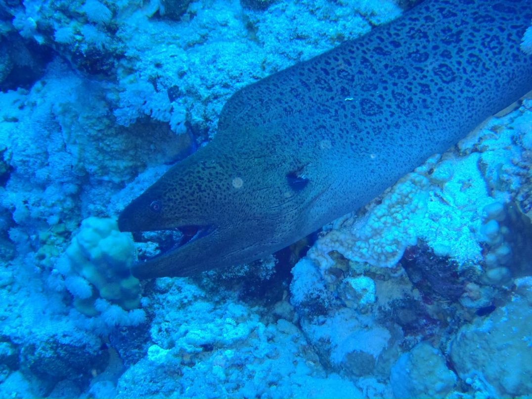 Vit Mi фотография #38