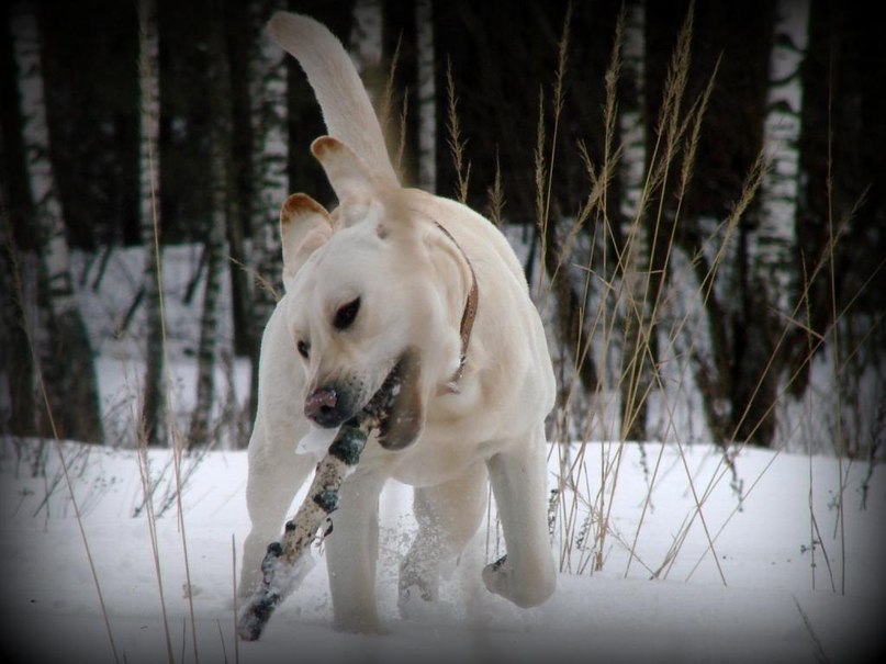 Клайд Собакин фотография #43