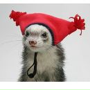 Фотография Фарис Карины