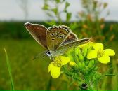 Альонка Дубограй фотография #17 (источник - https://vk.com/id91652741)