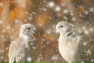 Фотография Гаранина Ричарда