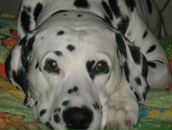 Фотография Крапивной Ксении